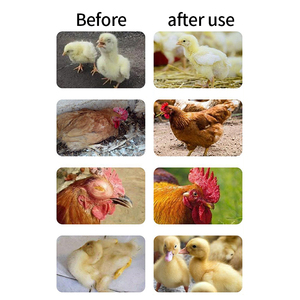 Poulet, canard, oie : Traitement contre la toux froide, l'influenza, la maladie de Newcastle, les tremblements de tête et les éternuements - Product Image 4