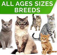Poudre de probiotiques haute puissance 100% naturelle pour chats et chiens, prix de gros, complément alimentaire pour la santé digestive, immunitaire et cutanée des animaux de compagnie