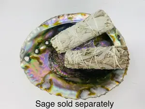 Bholi Sage Plus Kualitas Premium Penjualan Laris Cangkang Abalon Besar Produk Permintaan Tinggi Buatan AS