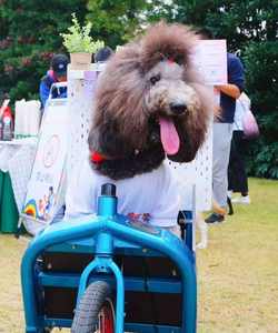 Cadre en alliage d'aluminium 6061 non électrique vélo cargo à 2 roues avec boîte en bois avant et arrière frein à disque hydraulique avant et arrière - Product Image 4