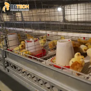 Sistema automático de jaula de pollo para cría de pollitos, 4 niveles, tipo H