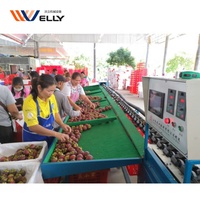 Fruit wassen en sorteren machine/mangosteen sorteermachine/fruit sorteren transportband