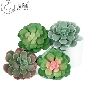 fertilizer for succulents Liquid Fertilizer for Succulents and Cactus