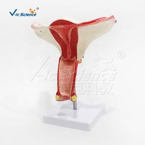 แบบจำลองกายวิภาคของมนุษย์ แบบจำลองมดลูกพร้อมระบบระบุด้วยดิจิทัล แบบจำลองกายวิภาคอวัยวะเพศหญิงมนุษย์ สำหรับการสอนเกี่ยวกับมดลูก - Product Image 4