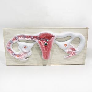 Modèle anatomique du corps humain, fécondation et développement de l'embryon, modèle médical - Product Image 1