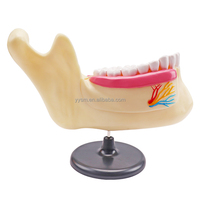 Dent humaine avec brosse enseignement médical 2 pièces meulage des dents et des engrenages modèle anatomique équipement éducatif modèle médical