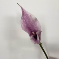 Tulipes artificielles élégantes de haute qualité GOG1068 en PU au toucher réel, faites à la main, pour la Saint-Valentin, les mariages, Noël, les remises de diplômes