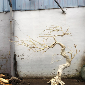 <span class=keywords><strong>Tronc</strong></span> d'<span class=keywords><strong>arbre</strong></span> artificiel de décoration d'usine de Guangzhou, branches en bois véritable, <span class=keywords><strong>arbre</strong></span> sec - Product Image 3