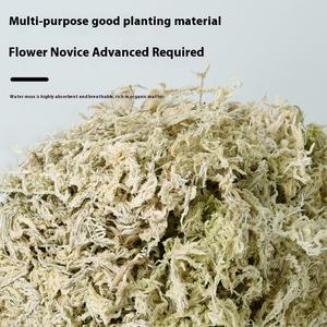 Orchidée de mousse Phalaenopsis séchée fraîche Dendrobium plante mangeuse d'insectes sol spécial pour Noël Thanksgiving Halloween - Product Image 3