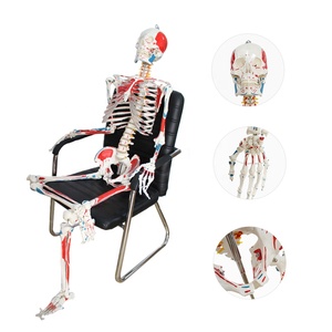 Recursos de enseñanza Cuerpo entero Impreso a mano Músculo Punto de inicio y finalización 180cm Modelo de <span class=keywords><strong>esqueleto</strong></span> de Anatomía Humana - Product Image 1