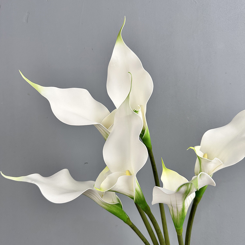 double-petal calla lily white