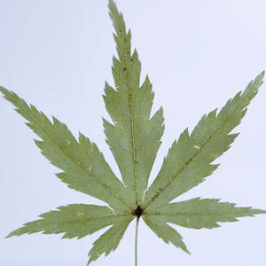 El yapımı numune bitki gömülü hatıra el sanatları akrilik reçine akçaağaç Paperweight hediye bırakır - Product Image 6