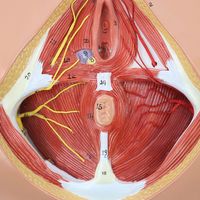 Anatomie périnéale et du plancher pelvien chez la femme, incision latérale périnéale, obstétrique, CE/ISO, pour les sciences médicales avancées
