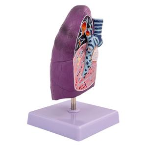 Modelo de pulmón patológico para fines de enseñanza médica - Product Image 2