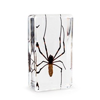 Modèle biologique de tarantule araignée, insecte réel dans un bloc de résine époxy, différentes tailles, fournitures scolaires, ressources pédagogiques, taxidermie