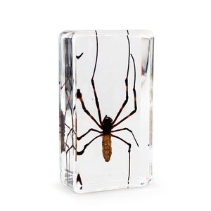 Nhện Tarantula thực sự côn trùng trong nhựa Epoxy khối kích cỡ khác nhau trường nguồn cung cấp giảng dạy tài nguyên taxidermy mô hình sinh học - Product Image 4