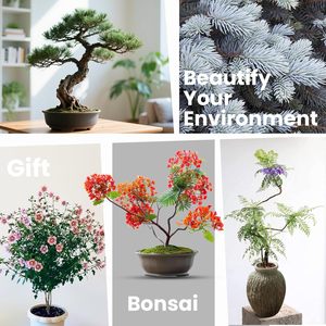 Kit complet de culture de bonsaï japonais, 5 pièces, coffret <span class=keywords><strong>cadeau</strong></span> de <span class=keywords><strong>jardinage</strong></span> unique, outils, jardinières <span class=keywords><strong>pour</strong></span> hommes et femmes, <span class=keywords><strong>pour</strong></span> Noël, anniversaire - Product Image 6