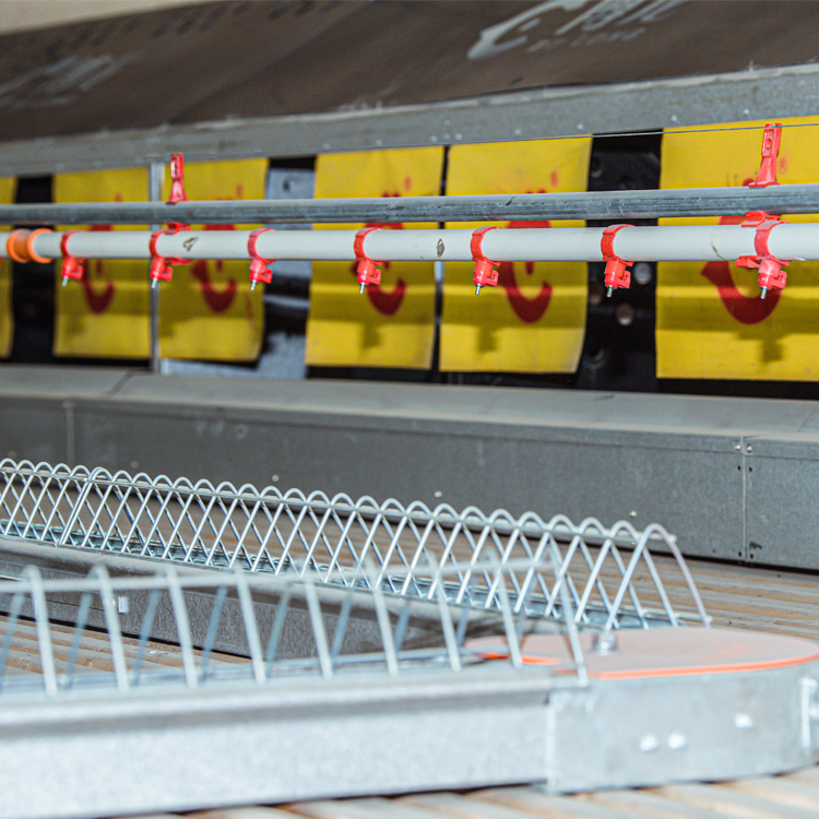 Птицефабрика сбора яиц гнездо курица птицефабрика оборудование