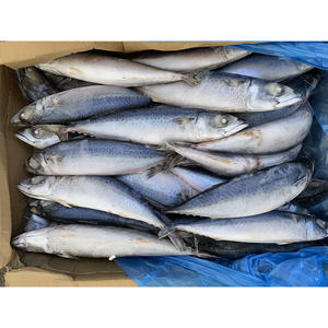 La mejor caballa de mar congelada en venta, pescado de caballa congelado en venta, pescado de caballa del Pacífico congelado - Product Image 5