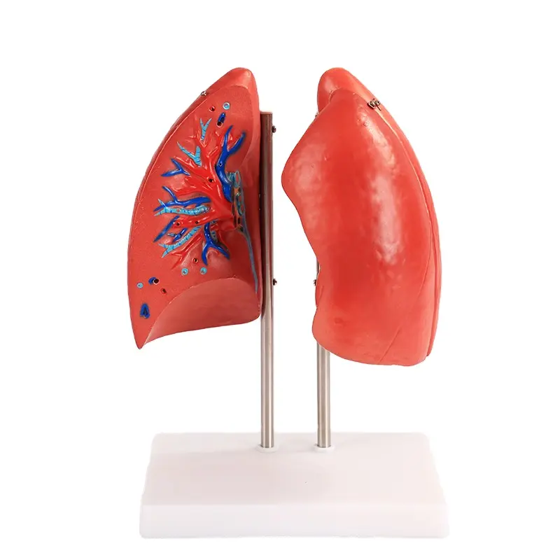 Scienza medica modello di anatomia polmonare modello di organi del corpo umano modello di educazione anatomica