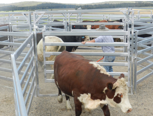 Portable Cattle Fence Livestock <strong>Panels</strong> Lowes <strong>Hog</strong> Wire Fencing Australian Cattle Yards System <strong>Panels</strong> - Product Image 4