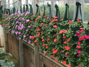 Jardín <span class=keywords><strong>vertical</strong></span> jardinera colgante de <span class=keywords><strong>pared</strong></span> - Product Image 2