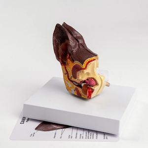 Modèle d'oreille de chien KyrenMed Modèle d'oreille canine avec oreille normale et infectée pour l'enseignement de l'anatomie canine Physiologie - Product Image 5