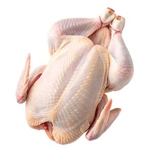 Poulet entier congelé de haute qualité, grade A, traité BQF, durée de conservation de 24 mois, vente en gros, approvisionnement en vrac, directement de l'usine au Brésil - Product Image 4