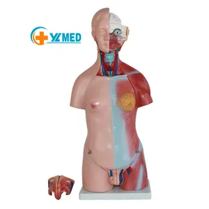 医学科学解剖模型头颈躯干和内脏两性人体解剖模型