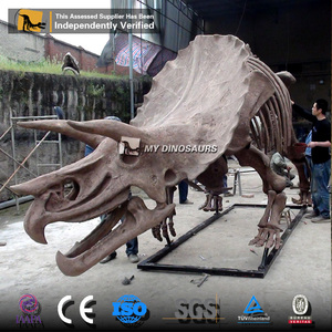 Mi Dino Dinopark tamaño de vida dinosaurio exposición esqueleto Triceratops de mis dinosaurios - Product Image 4