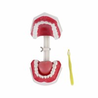 Modèle de dents de soins dentaires 2x Modèle de dents d'entraînement de la mâchoire inférieure mobile agrandie avec brosse