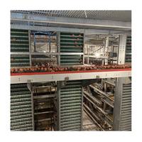 Cages automatiques galvanisées de type H, économes en énergie, gain de place, idéales pour une ferme avicole de 10 000 oiseaux