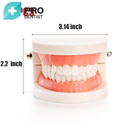 Modèle d'enseignement dentaire de fausse dent d'orthodontie favorable dentaire médicale