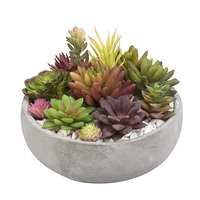 Bol de plante succulente en ciment gris rond minimaliste décoratif
