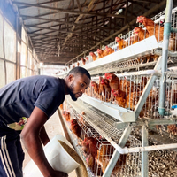 Cage à poules pondeuses de type A pour 2000 poules pondeuses au Zimbabwe, cages en batterie pour ferme avicole, galvanisées à chaud, sans alimentation ZESA, Harare, aménagement libre