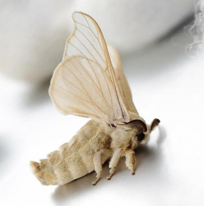 Extrait de mite de ver <span class=keywords><strong>à</strong></span> soie mâle de haute qualité Extrait de mite de soie mâle de haute qualité/Poudre d'extrait de Bombyx Mori avec <span class=keywords><strong>prix</strong></span> d'usine - Product Image 2