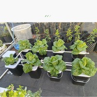 Seau hollandais RDWC Système complet Nouveau modèle 20L avec pompe Pot de fleur carré pour balcon Culture de légumes pour utilisation dans le jardin