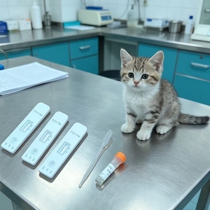 ชุดตรวจแอนติเจนไวรัสคาลิคิวไวรัสในแมวแบบเร็ว <span class=keywords><strong>ราคา</strong></span>ประหยัด สำหรับโรงพยาบาลสัตว์ - Product Image 1