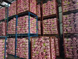 Ajos Chinos: Ajo Blanco Fresco de Cadena de Frío, Entregado Directamente de Fábrica China, Venta al por Mayor de Ajo Fresco - Product Image 4