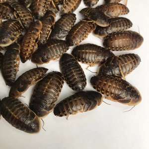 อาหารแมลงสำหรับสัตว์เลี้ยง ดูเบีย ค็อกแรช อีโค เฟรช อาหารแมลงสำหรับสัตว์เลื้อยคลาน - Product Image 4