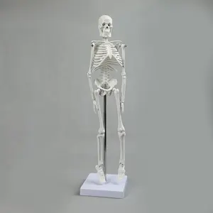 Pabrik dan Toko 45Cm PVC Model Skeleton Pendidikan Model Pengajaran