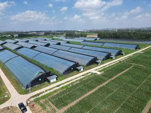 Grande pellicola trasparente ispessita per serra impermeabile foglio di plastica per agricoltura Full Roll attrezzatura per serra PEP - Product Image 4