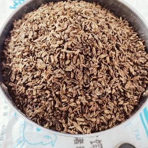 Larve di Mosca Soldato Nera Essiccate e Tostate Bioforte, Ricche di Proteine, per Uccelli Selvatici e Ornamentali in Gabbia, Ingredienti Naturali per Mangime - Product Image 3