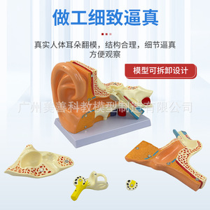 Modèle de simulation pédagogique de l'anatomie de l'oreille (oreille droite) – 3 composants : cochlée, oreille agrandie, spécimen anatomique médical - Product Image 3