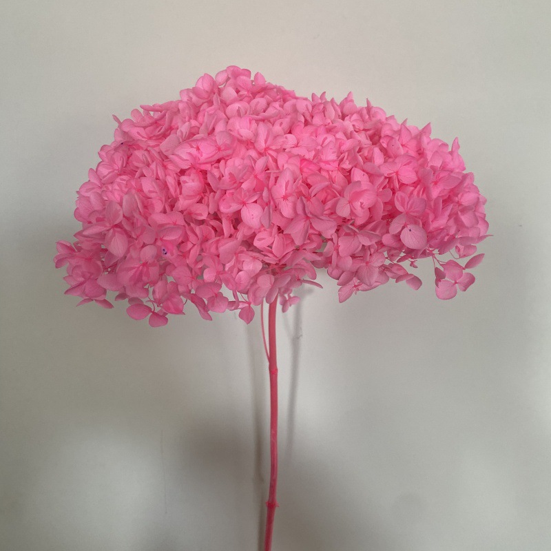 rose vif