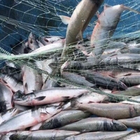 Saumon sauvage d'Atlantique entier, export en vrac, IQF, pêche en haute mer, fruits de mer frais, qualité supérieure, qualité de transformation Chun Cheng