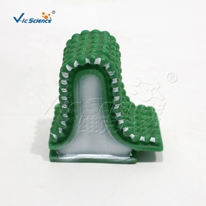 Modelo de Estructura de Órganos Vegetales de PVC para Enseñanza y Formación en Ciencias Médicas y Anatómicas en Escuelas - Product Image 2