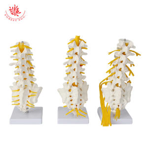 Modello di Vertebre Lombari a 5 Segmenti a Grandezza Naturale con Nervo Sacrale, Sacro Apribile, Dotato di Nervo Caudale Equino - Product Image 4