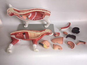 Modelo anatómico de gato 3D de tamaño real para Educación Veterinaria | Herramienta de entrenamiento de órganos desmontables, sistemas esqueléticos y musculares - Product Image 3