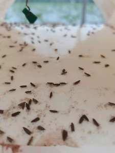 Fournisseur chinois Tuta Absoluta Phéromone Contrôle des leurres Pièges à semi-conducteurs pour la mineuse de tomate en Amérique du Sud - Product Image 4